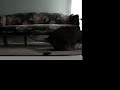 cat vs skateboard