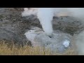 Norris Geyser Basin - Steam Eruption Fall 2009 - Yellowstone Supervolcano