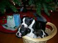 videos de Christmas Puppies