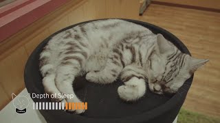 動物動画「頑張るすべての生き物に　Good　REST for Animals」