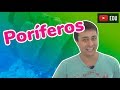 Poríferos - Reino Animalia (Zoologia) - Prof. Paulo Jubilut