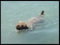 Perro de agua español / Ferien 2006