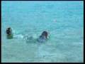 Perro de agua español / Ferien 2006