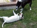 espacio perruno