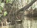 Crocodile Man Tour - Costa Rica Surf Tour .com