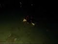 sting rays at feeding time