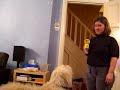 Keywords: Labradoodle