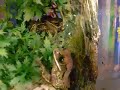 Leptopelis Vermiculatus