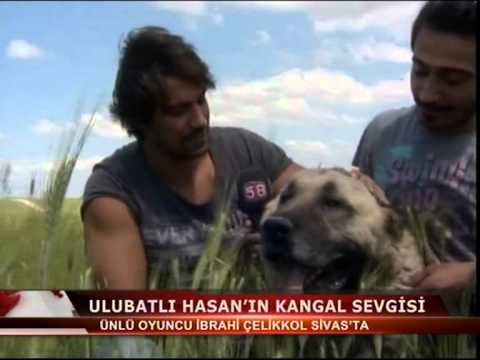 kangal