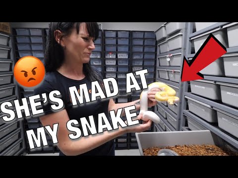 YouTube reptile video