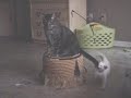 funny kitten playing cute cat