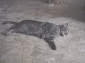 funny kitten playing cute cat funny kitten playing cute cat