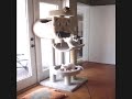 funny kitten playing cute cat