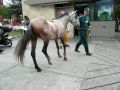 Diario de un caballo usado para halar zorra