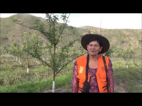 Formación técnica en Producción de Manzano  en Villa Alcalá, Chuquisaca