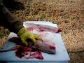 Hartwell Striper Filets Fishing How2Fish