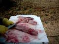 How2 filet a Striper Striped Bass