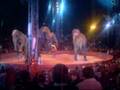 éléphant cirque.wmv