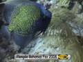 Plong�e aux Bahamas Fev 2008