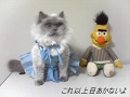 のんたんネコ特集  nontan.cat
