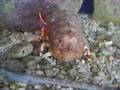 videos de bugster