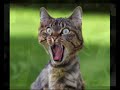 gatti impazziti stoned cats