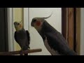 Cockatiel singing a song from the sound of music