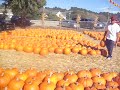 pumpkin patch 09