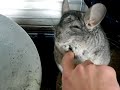 Poke, the Chinchilla