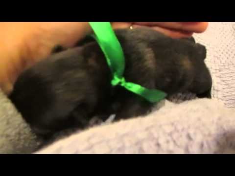 Mark - AKC Black Scottie Lad