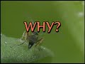 Parasitic Wasps &amp; Aphids