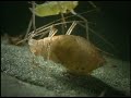 Parasitic Wasps & Aphids Parasitic Wasps & Aphids