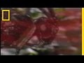 Parasitic Wasps & Aphids