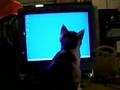 仔猫テラ萌え