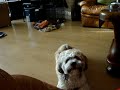 Mijn hond (Rasta) zegt: MAMA