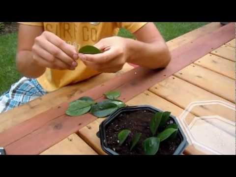 how to care zz plant