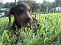 Milo the Dachshound at Lake Eola