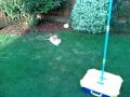 videos de cat playing swingball