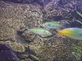 Juwel Vision 260 Tropical Fish Tank