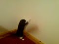 Cat Chasing Shadows Cat Chasing Shadows