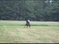 videos de En ballade