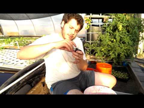 how to transplant duckweed