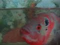 My fish Luo Han