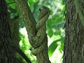 Being Observant on the NCR Trail (May, 2008)