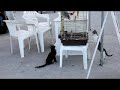 Попугай троллит котов