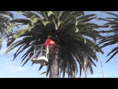 how to transplant a kowhai tree