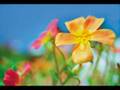 Belissima Natureza