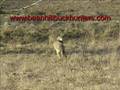 Jerrod's Coyote Hunting Solo Success