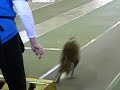 JDD Lucifers @ Winter WufFest Flyball Tournament