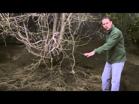 how to transplant aspen trees
